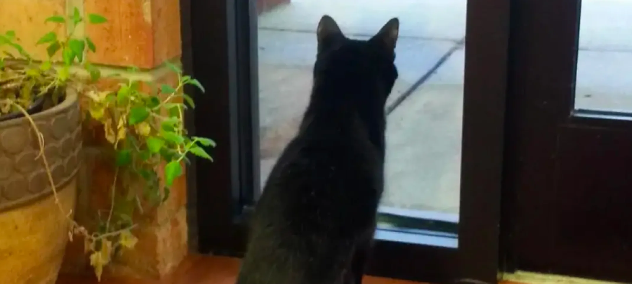 cat looking out door